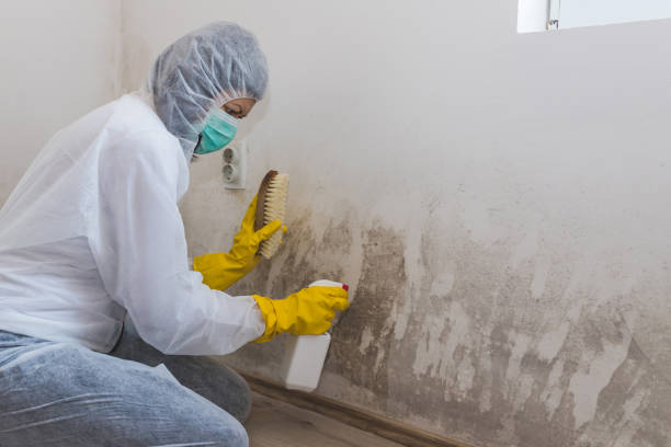 Best Certified Mold Removal  in USA