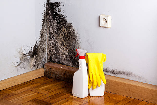 Best Attic Mold Removal  in USA